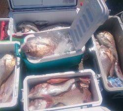 IDATEN(イダテン) 釣果