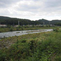 狩野川(狩野川漁業協同組合) 釣果