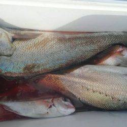 遊漁船 新鋭丸 釣果