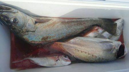 遊漁船 新鋭丸 釣果