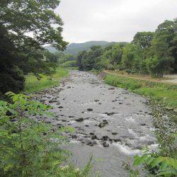 狩野川(狩野川漁業協同組合) 釣果