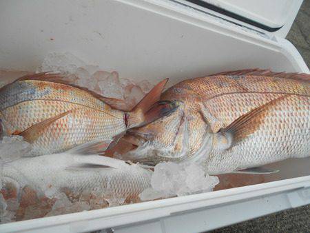 こうゆう丸 釣果