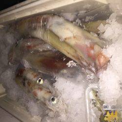 幸風（さちかぜ） 釣果