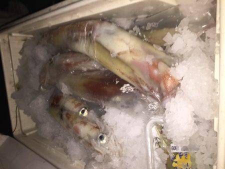 幸風（さちかぜ） 釣果