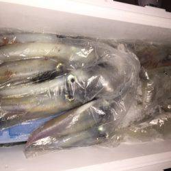 幸風（さちかぜ） 釣果