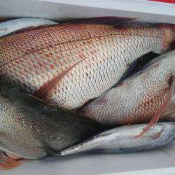 遊漁船 新鋭丸 釣果