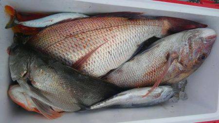 遊漁船 新鋭丸 釣果