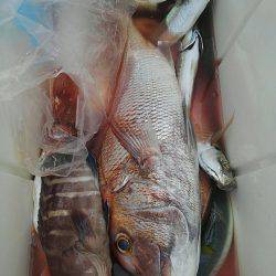 遊漁船 新鋭丸 釣果