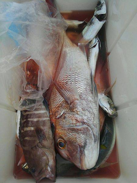 遊漁船 新鋭丸 釣果