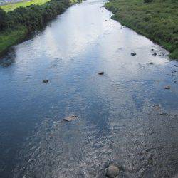 狩野川(狩野川漁業協同組合) 釣果