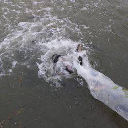 フィッシングレイクたかみや 釣果