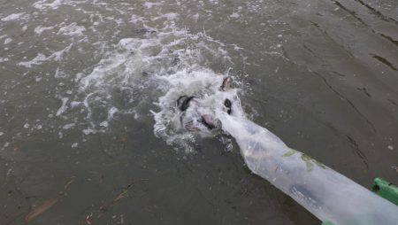 フィッシングレイクたかみや 釣果