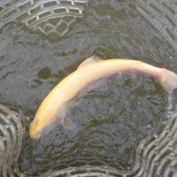 フィッシングレイクたかみや 釣果