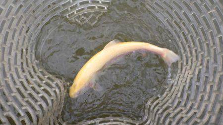 フィッシングレイクたかみや 釣果