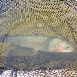 フィッシングレイクたかみや 釣果