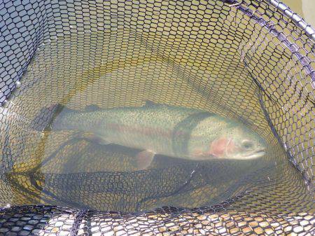 フィッシングレイクたかみや 釣果