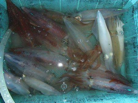 第二むつ漁丸 釣果