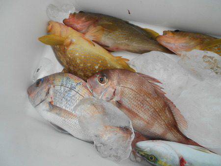 こうゆう丸 釣果