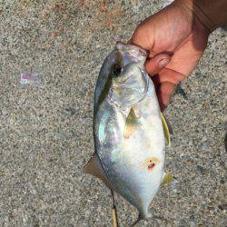 浜吉丸でいく小浦一文字5