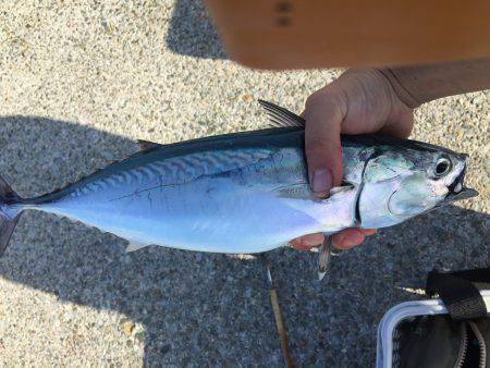 浜吉丸でいく小浦一文字5