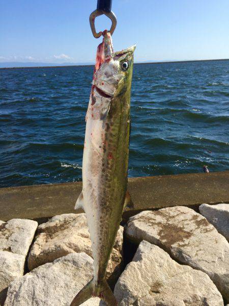 台風一過でタチウオ開幕