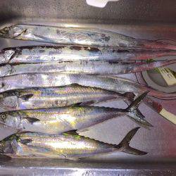 台風一過でタチウオ開幕