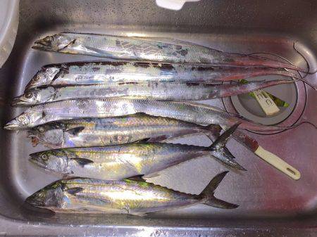 台風一過でタチウオ開幕