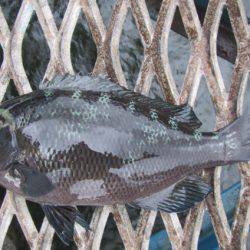 オリジナルメーカー海づり公園(市原市海づり施設) 釣果