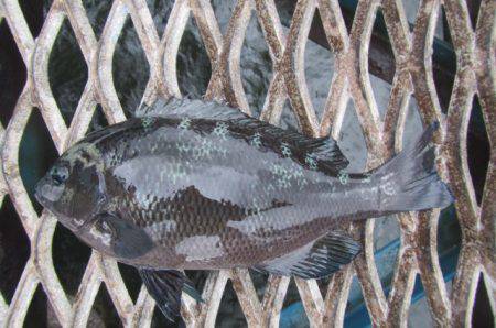 オリジナルメーカー海づり公園(市原市海づり施設) 釣果