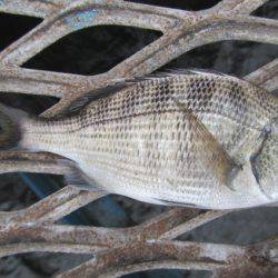 オリジナルメーカー海づり公園(市原市海づり施設) 釣果