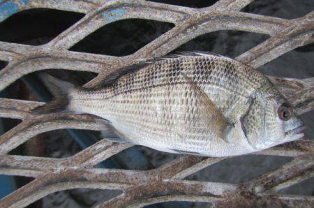 オリジナルメーカー海づり公園(市原市海づり…