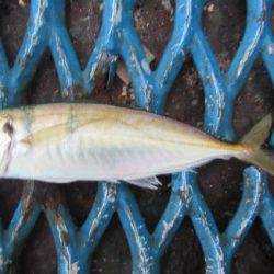 オリジナルメーカー海づり公園(市原市海づり施設) 釣果