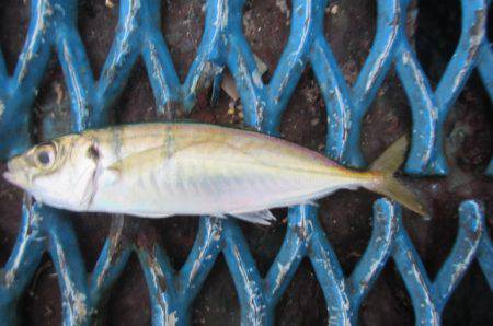 オリジナルメーカー海づり公園(市原市海づり施設) 釣果