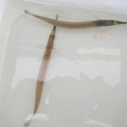 オリジナルメーカー海づり公園(市原市海づり施設) 釣果