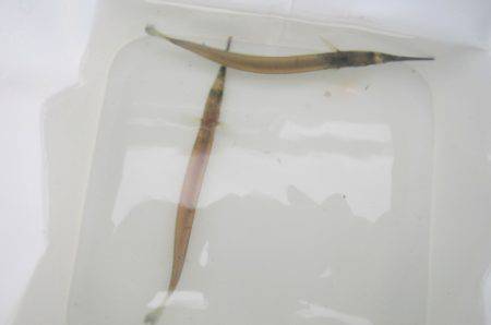 オリジナルメーカー海づり公園(市原市海づり施設) 釣果