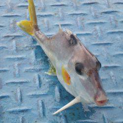 オリジナルメーカー海づり公園(市原市海づり施設) 釣果