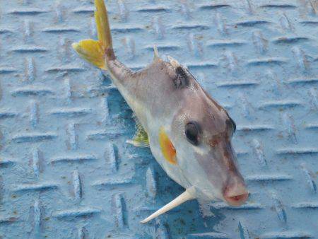 オリジナルメーカー海づり公園(市原市海づり施設) 釣果