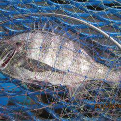 オリジナルメーカー海づり公園(市原市海づり施設) 釣果