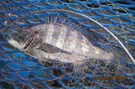 オリジナルメーカー海づり公園(市原市海づり施設) 釣果