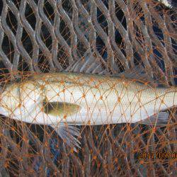 オリジナルメーカー海づり公園(市原市海づり施設) 釣果