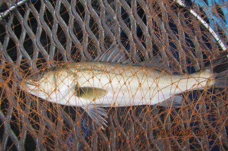 オリジナルメーカー海づり公園(市原市海づり施設) 釣果