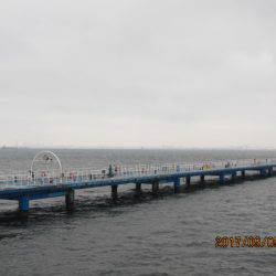 オリジナルメーカー海づり公園(市原市海づり施設) 釣果