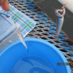 オリジナルメーカー海づり公園(市原市海づり施設) 釣果