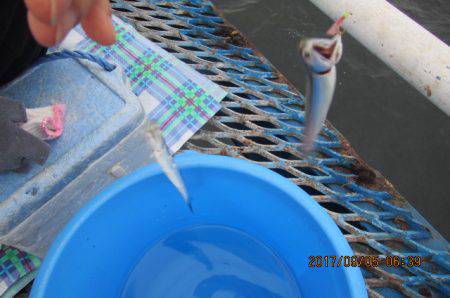 オリジナルメーカー海づり公園(市原市海づり施設) 釣果