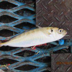 オリジナルメーカー海づり公園(市原市海づり施設) 釣果