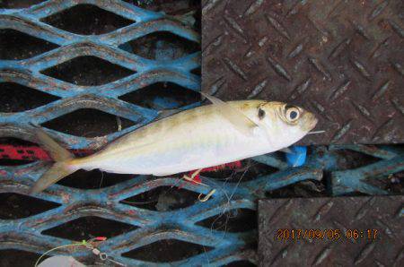 オリジナルメーカー海づり公園(市原市海づり…