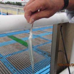 オリジナルメーカー海づり公園(市原市海づり施設) 釣果