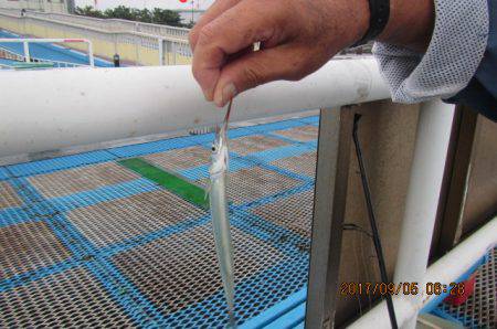 オリジナルメーカー海づり公園(市原市海づり施設) 釣果