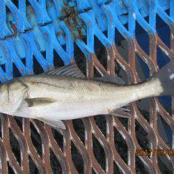 オリジナルメーカー海づり公園(市原市海づり施設) 釣果