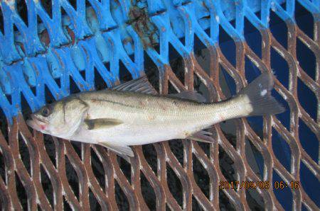 オリジナルメーカー海づり公園(市原市海づり施設) 釣果